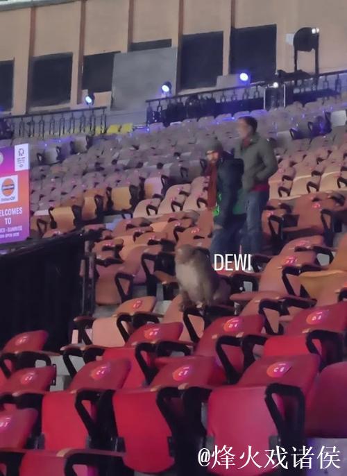 惊奇！印度羽毛球公开赛观众席现猴子闯入